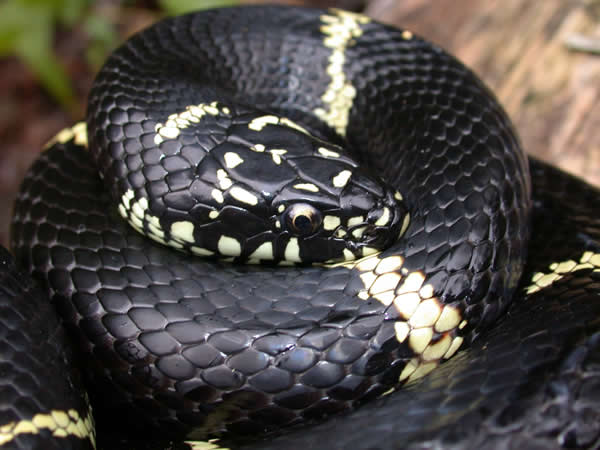  Lampropeltis getula getula ID = 