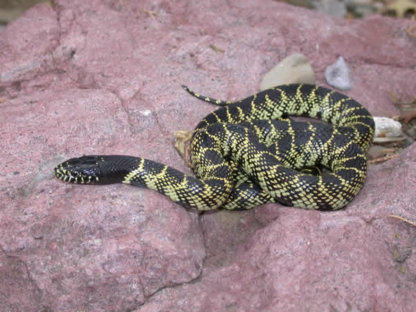  Lampropeltis getula splendida ID = 