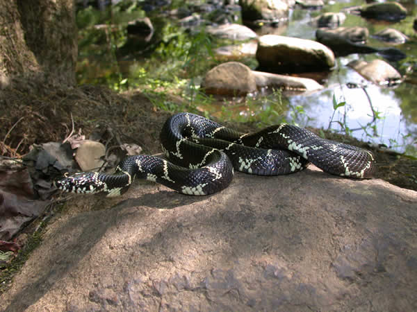  Lampropeltis getula getula ID = 