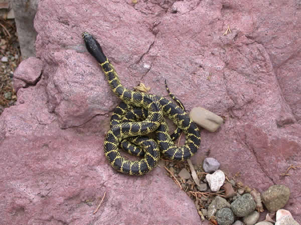  Lampropeltis getula splendida ID = 