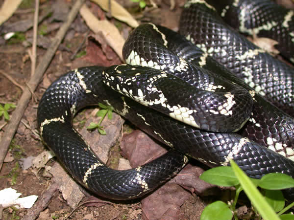  Lampropeltis getula getula ID = 