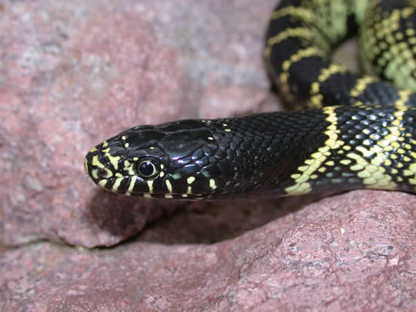  Lampropeltis getula splendida ID = 