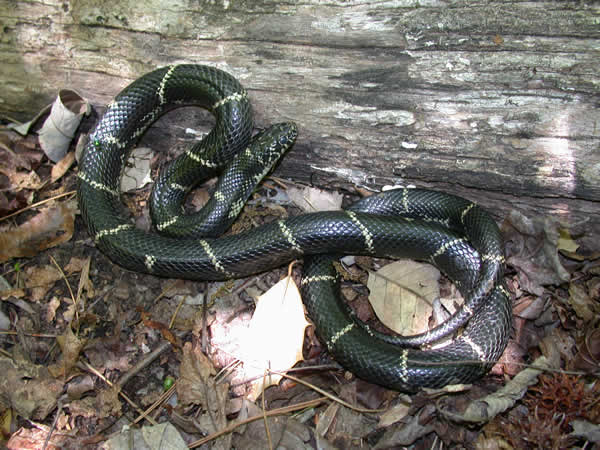  Lampropeltis getula getula ID = 