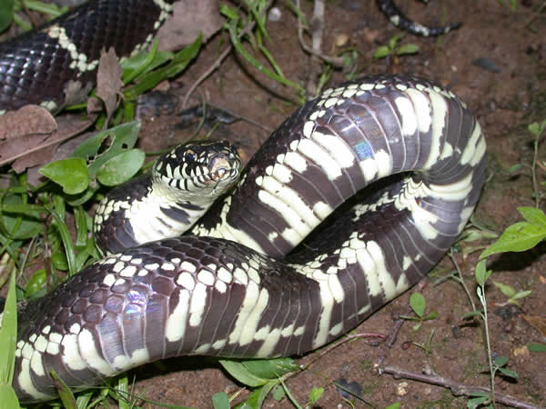  Lampropeltis getula getula ID = 