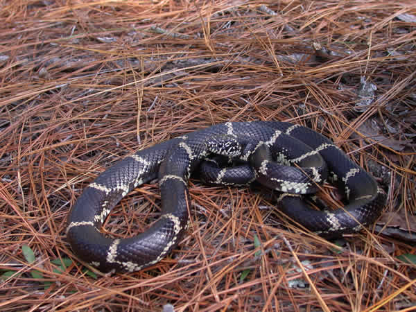  Lampropeltis getula getula ID = 