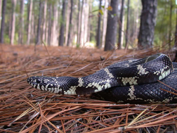  Lampropeltis getula getula ID = 
