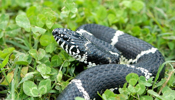  Lampropeltis getula getula ID = 