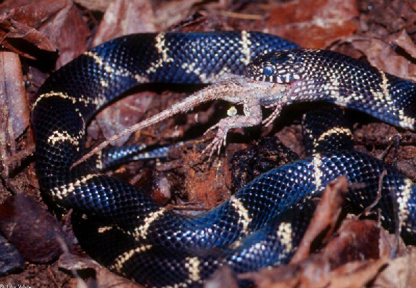  Lampropeltis getula getula ID = 