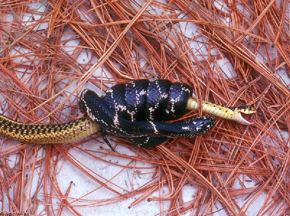  Lampropeltis getula getula ID = 