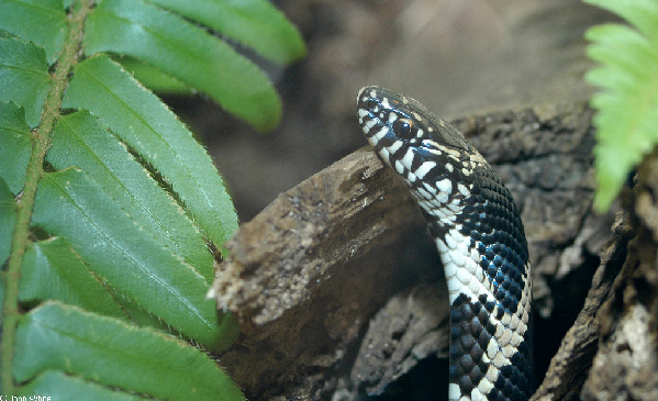  Lampropeltis getula getula ID = 