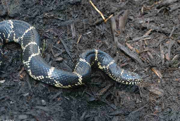  Lampropeltis getula getula ID = 