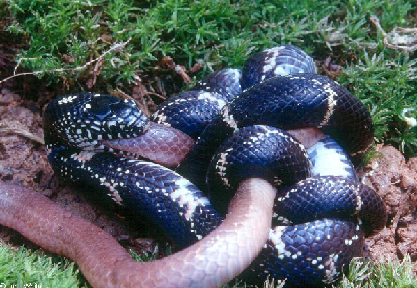  Lampropeltis getula getula ID = 