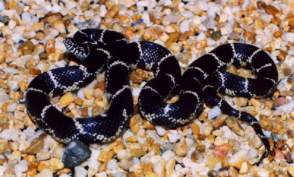  Lampropeltis getula getula ID = 