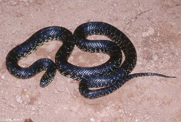  Lampropeltis getula nigra ID = 