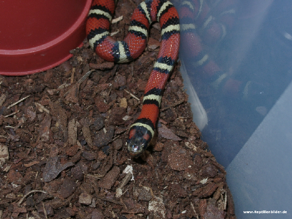  Lampropeltis ruthveni ID = 