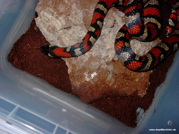  Lampropeltis ruthveni ID = 