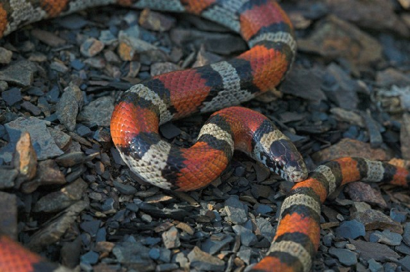  Lampropeltis triangulum ssp. ID = 