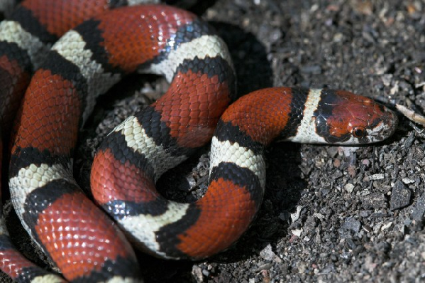  Lampropeltis triangulum ssp. ID = 