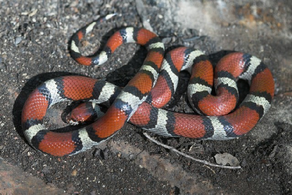  Lampropeltis triangulum ssp. ID = 