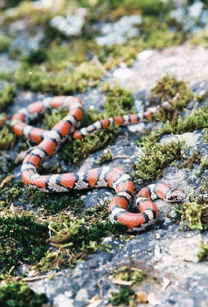  Lampropeltis triangulum ssp. ID = 