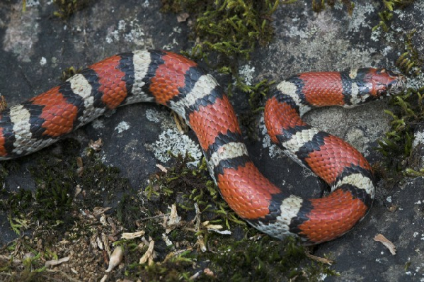  Lampropeltis triangulum ssp. ID = 