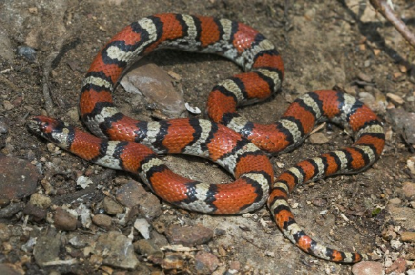  Lampropeltis triangulum ssp. ID = 