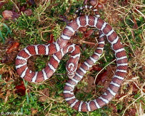  Lampropeltis triangulum triangulum ID = 