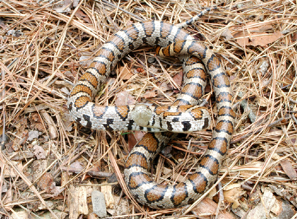  Lampropeltis triangulum triangulum^ ID = 