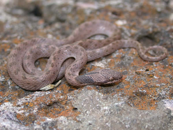  Hypsiglena torquata janii ID = 