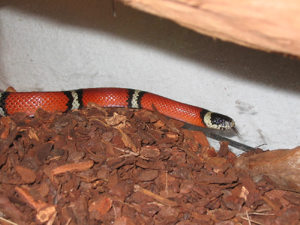  Lampropeltis Triangulum Sinaloe ID = 