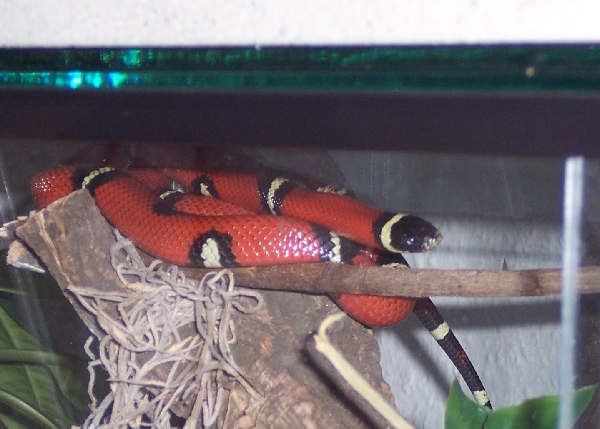  Lampropeltis Triangulum Sinaloae ID = 