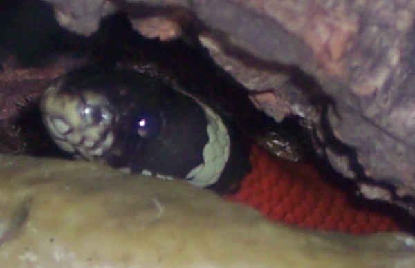  Lampropeltis Triangulum Sinaloae ID = 