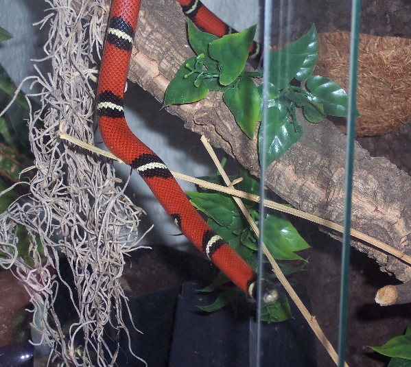  Lampropeltis Triangulum Sinaloae ID = 