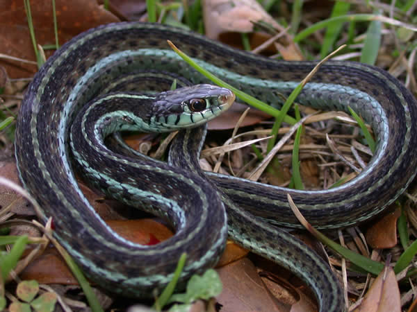  Thamnophis sirtalis similis ID = 