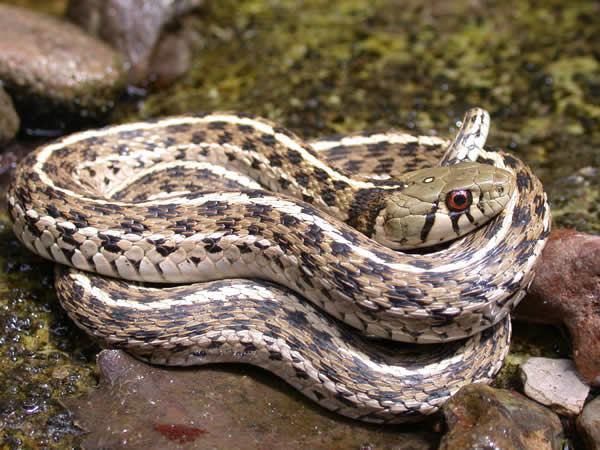  Thamnophis marcianus ID = 