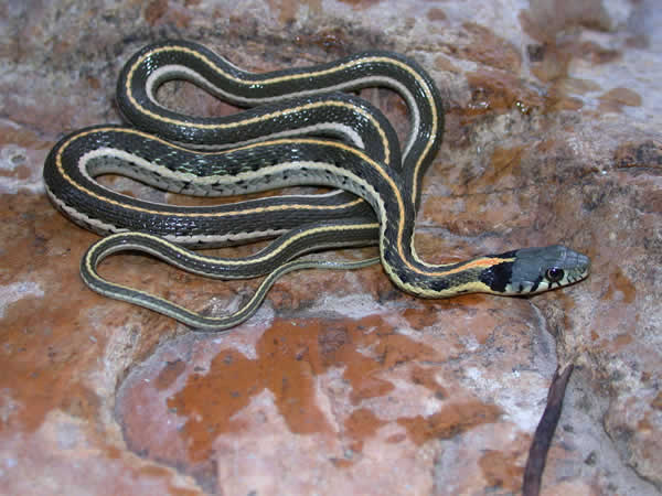  Thamnophis cyrtopsis cyrtopsis ID = 