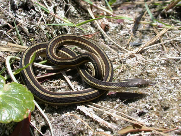  Thamnophis sauritus sauritus ID = 