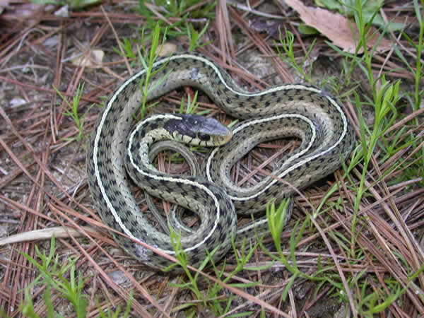  Thamnophis sirtalis sirtalis ID = 