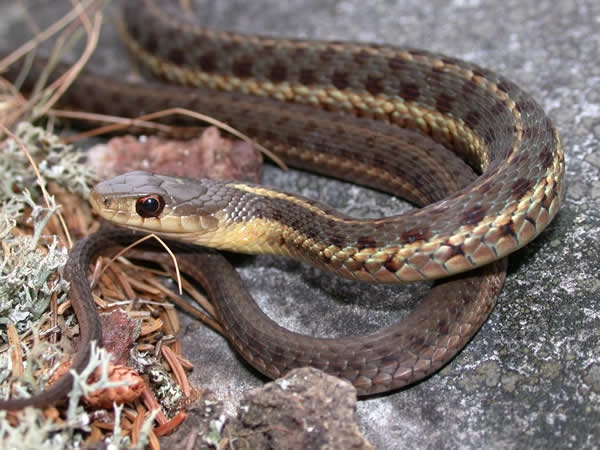  Thamnophis sirtalis pallidulus ID = 