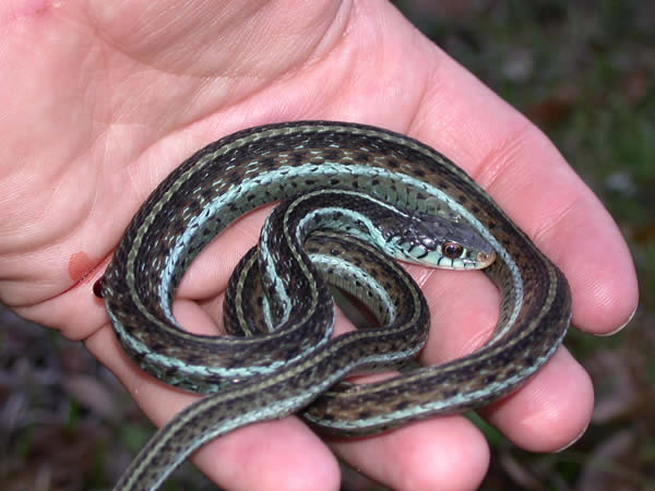  Thamnophis sirtalis similis ID = 