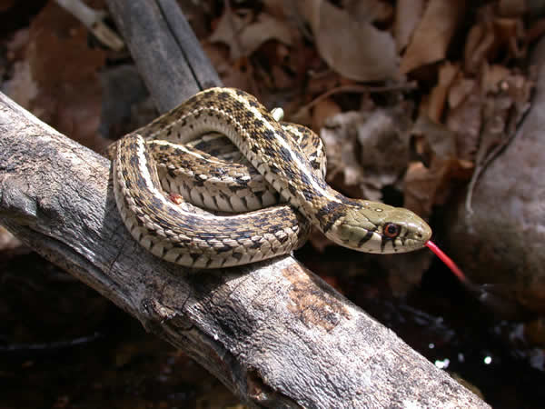  Thamnophis marcianus ID = 