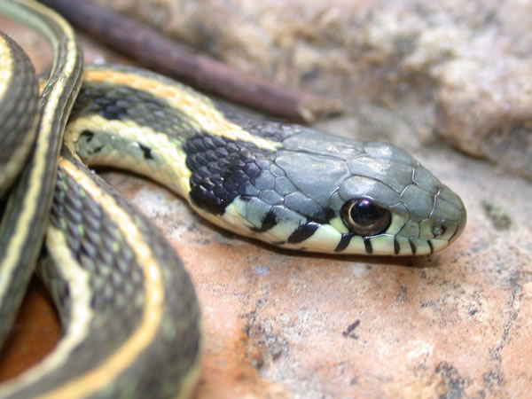  Thamnophis cyrtopsis cyrtopsis ID = 