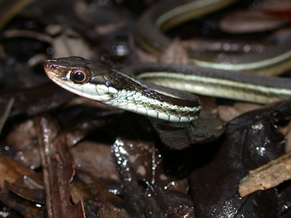  Thamnophis sauritus sackenii ID = 