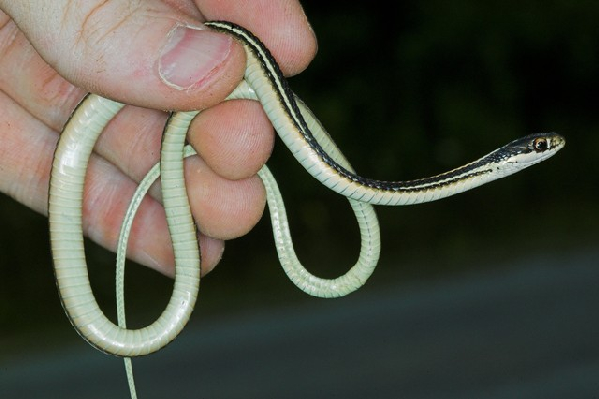  Thamnophis proximus proximus ID = 