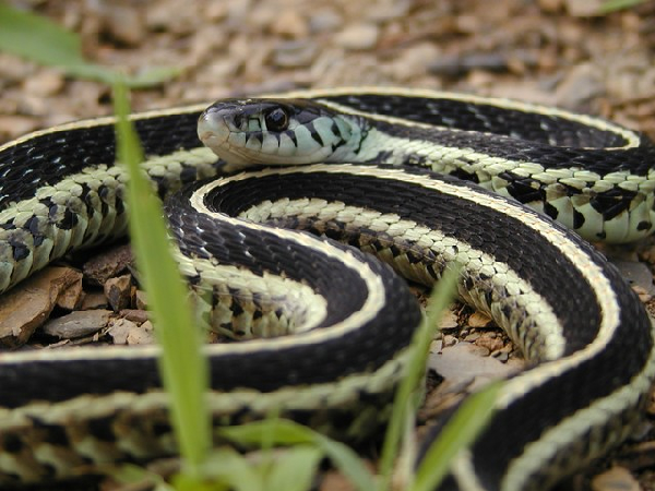  Thamnophis sirtalis ssp. ID = 