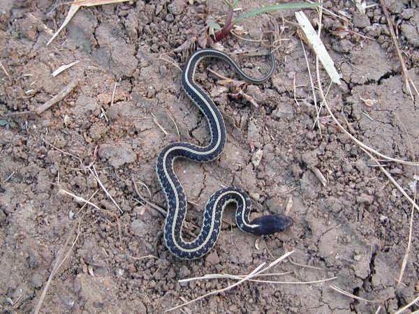  Thamnophis sirtalis ssp. ID = 