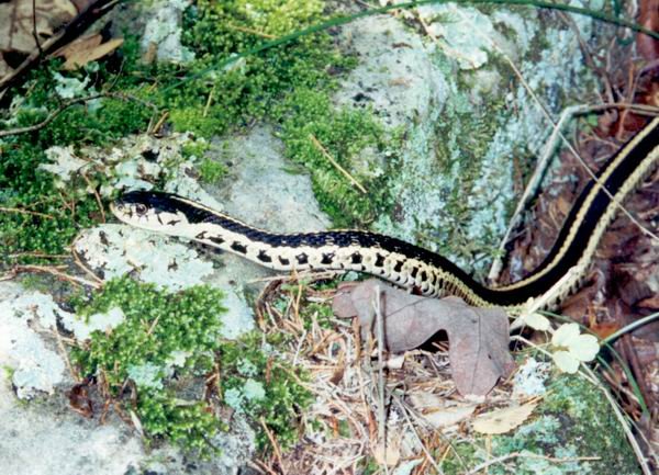  Thamnophis sirtalis ssp. ID = 