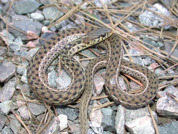  Thamnophis sirtalis sirtalis ID = 