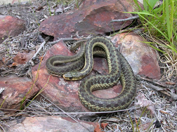  Thamnophis sirtalis pallidulus ID = 