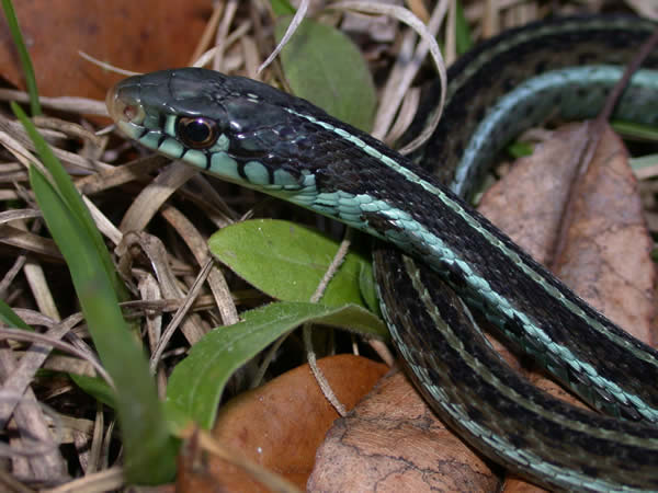  Thamnophis sirtalis similis ID = 